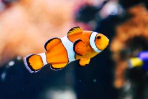 2026年世界杯，已晋级球队解析与展望2026世界杯已晋级球队